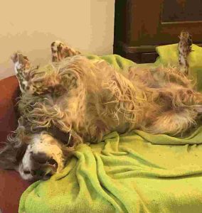 auswandern-ungarn Eddie