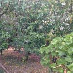 auswandern ungarn lehmhaus 20 minuten vom plattensee - alter noch tragender birnbaum