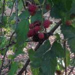 auswandern ungarn lehmhaus 20 minuten vom plattensee - beeren
