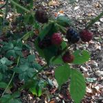 auswandern ungarn lehmhaus 20 minuten vom plattensee - brombeeren