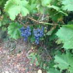 auswandern ungarn lehmhaus 20 minuten vom plattensee - dunkle trauben