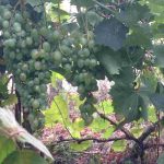 auswandern ungarn lehmhaus 20 minuten vom plattensee - helle trauben