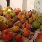 auswandern ungarn lehmhaus 20 minuten vom plattensee - obstlager