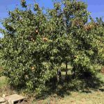 auswandern-ungarn - garten beim historischen lehmhaus