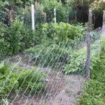 auswandern-ungarn - haus in kroatischem stil - südungarn - gemüsegarten