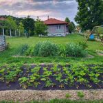 auswandern-ungarn - haus bei zalaegerszek - garten