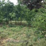 auswandern-ungarn-haus-naehe-barcs-idyllische-lage